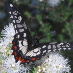 Papilio anactus at Karabar, NSW - 17 Dec 2021