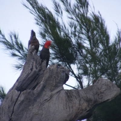 Callocephalon fimbriatum (Gang-gang Cockatoo) at Federal Golf Course - 19 Dec 2021 by MichaelMulvaney