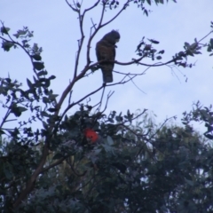 Callocephalon fimbriatum (Gang-gang Cockatoo) at Federal Golf Course - 20 Dec 2021 by MichaelMulvaney
