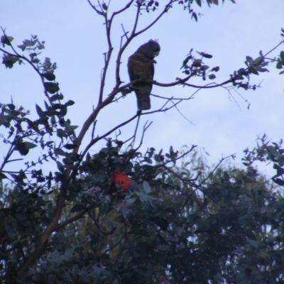 Callocephalon fimbriatum (Gang-gang Cockatoo) at Federal Golf Course - 20 Dec 2021 by MichaelMulvaney