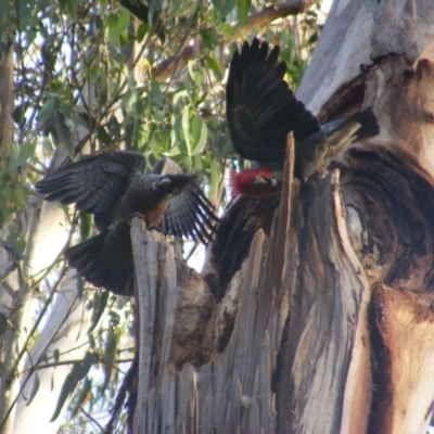 Callocephalon fimbriatum (Gang-gang Cockatoo) at Federal Golf Course - 20 Dec 2021 by MichaelMulvaney