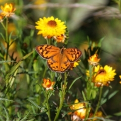 Heteronympha merope (Common Brown Butterfly) at Conder, ACT - 19 Dec 2021 by MB