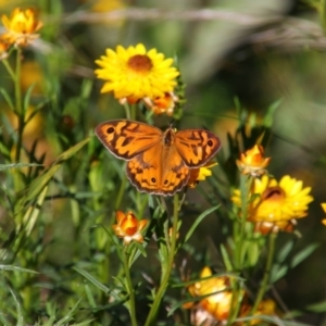 Heteronympha merope at Conder, ACT - 20 Dec 2021