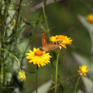 Heteronympha merope at Conder, ACT - 20 Dec 2021