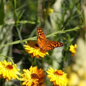 Heteronympha merope at Conder, ACT - 20 Dec 2021