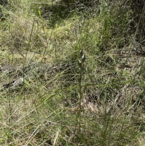 Thelymitra sp. at Hawker, ACT - suppressed