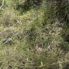 Thelymitra sp. at Hawker, ACT - suppressed