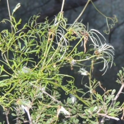 Clematis leptophylla (Small-leaf Clematis, Old Man's Beard) at Rob Roy Range - 20 Oct 2021 by MichaelBedingfield