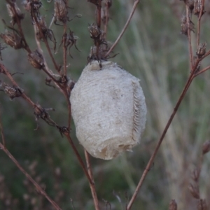 Mantidae (family) at Conder, ACT - 20 Oct 2021