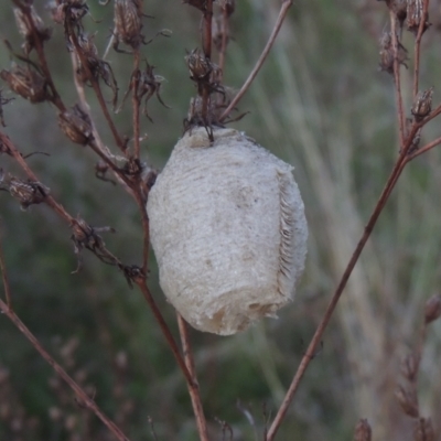 Mantidae (family) (Egg case of praying mantis) at Conder, ACT - 20 Oct 2021 by michaelb