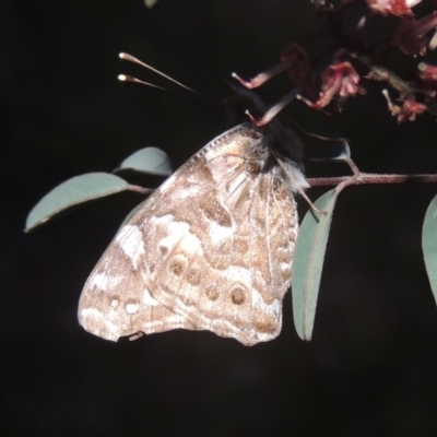 Vanessa kershawi (Australian Painted Lady) at Conder, ACT - 20 Oct 2021 by MichaelBedingfield
