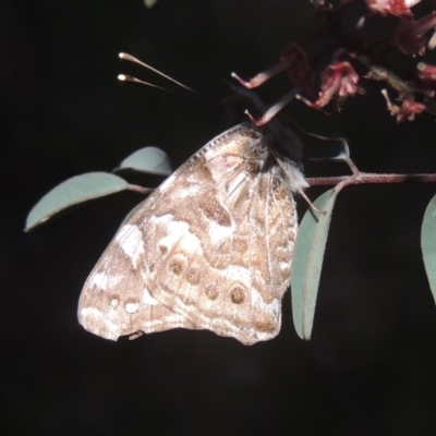 Vanessa kershawi (Australian Painted Lady) at Conder, ACT - 20 Oct 2021 by michaelb