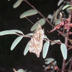 Vanessa kershawi at Conder, ACT - 20 Oct 2021 06:39 PM