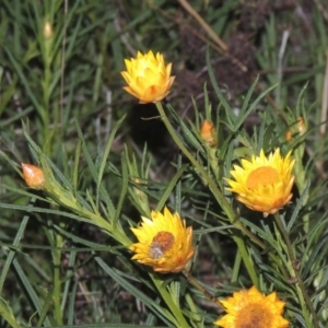 Xerochrysum viscosum at Conder, ACT - 20 Oct 2021