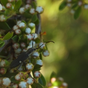 Pempsamacra pygmaea at Carwoola, NSW - 20 Dec 2021