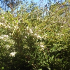 Kunzea ericoides (Burgan) at Carwoola, NSW - 19 Dec 2021 by Liam.m