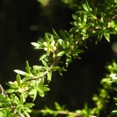 Kunzea ericoides at Carwoola, NSW - 20 Dec 2021