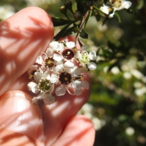 Kunzea ericoides at Carwoola, NSW - suppressed