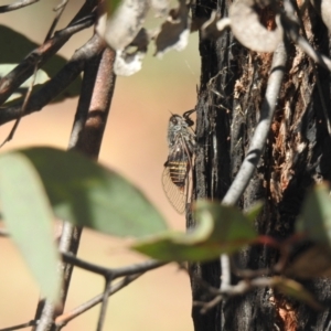 Pauropsalta mneme at Carwoola, NSW - 20 Dec 2021