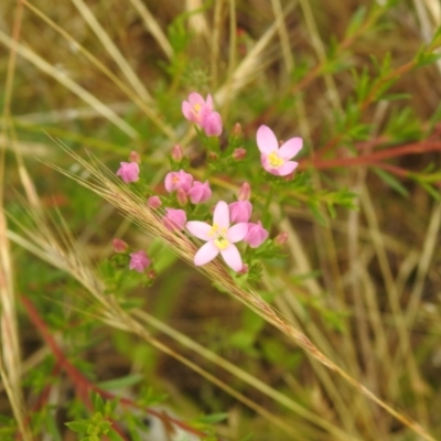 Centaurium erythraea (Common Centaury) at Carwoola, NSW - 17 Dec 2021 by Liam.m