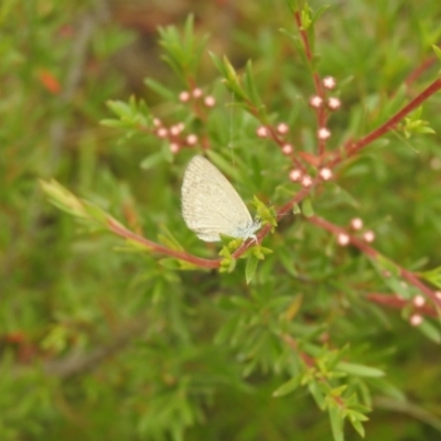 Zizina otis (Common Grass-Blue) at Carwoola, NSW - 16 Dec 2021 by Liam.m