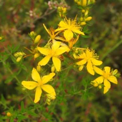 Hypericum perforatum (St John's Wort) at Carwoola, NSW - 17 Dec 2021 by Liam.m