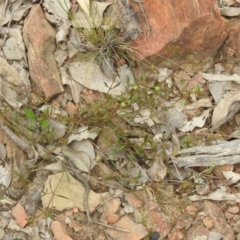 Opercularia hispida (Hairy Stinkweed) at Carwoola, NSW - 16 Dec 2021 by Liam.m