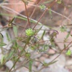 Opercularia hispida at Carwoola, NSW - suppressed