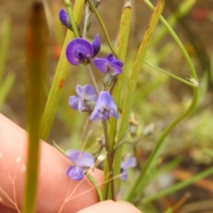 Glycine clandestina at Carwoola, NSW - suppressed