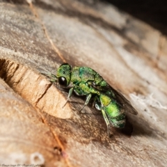 Chrysididae (family) (Cuckoo wasp or Emerald wasp) at ANBG - 19 Dec 2021 by Roger