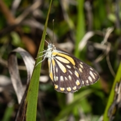 Belenois java (Caper White) at ANBG - 19 Dec 2021 by Roger