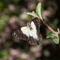 Belenois java at Acton, ACT - 20 Dec 2021 09:15 AM