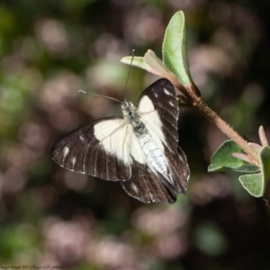 Belenois java at Acton, ACT - 20 Dec 2021