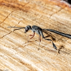 Gasteruption sp. (genus) (Gasteruptiid wasp) at ANBG - 19 Dec 2021 by Roger