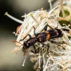 Eleale pulchra (Clerid beetle) at Acton, ACT - 20 Dec 2021 by Roger