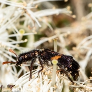 Eleale pulchra at Acton, ACT - 20 Dec 2021