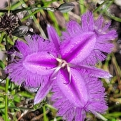 Thysanotus tuberosus (Common Fringe-lily) at Carwoola, NSW - 20 Dec 2021 by trevorpreston