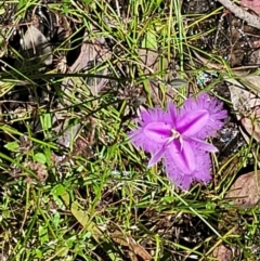 Thysanotus tuberosus at Carwoola, NSW - 20 Dec 2021