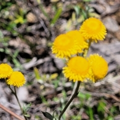 Chrysocephalum apiculatum (Common Everlasting) at Carwoola, NSW - 20 Dec 2021 by tpreston