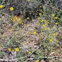 Chrysocephalum apiculatum at Carwoola, NSW - 20 Dec 2021