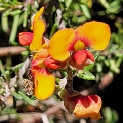 Dillwynia sericea (Egg And Bacon Peas) at Carwoola, NSW - 20 Dec 2021 by trevorpreston