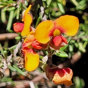 Dillwynia sericea at Carwoola, NSW - 20 Dec 2021