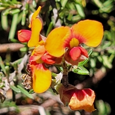 Dillwynia sericea (Egg And Bacon Peas) at Wanna Wanna Nature Reserve - 20 Dec 2021 by tpreston