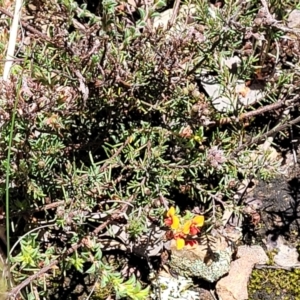 Dillwynia sericea at Carwoola, NSW - 20 Dec 2021