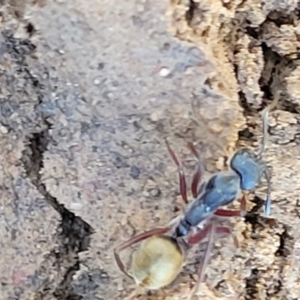 Camponotus suffusus at Carwoola, NSW - 20 Dec 2021