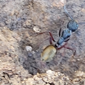 Camponotus suffusus at Carwoola, NSW - 20 Dec 2021