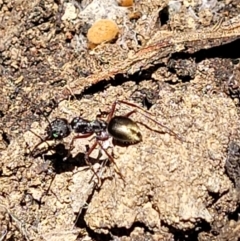 Camponotus suffusus at Carwoola, NSW - 20 Dec 2021