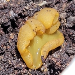 Aleurina ferruginea (Fleshy Cup Fungus) at Carwoola, NSW - 20 Dec 2021 by trevorpreston