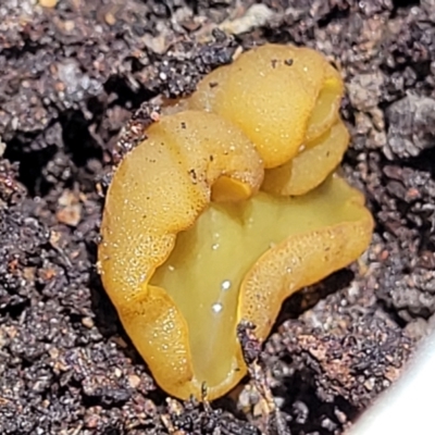 Unidentified Disk-like to cup-like at Carwoola, NSW - 20 Dec 2021 by trevorpreston