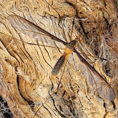 Leptotarsus (Macromastix) sp. (genus & subgenus) (Unidentified Macromastix crane fly) at Wanna Wanna Nature Reserve - 20 Dec 2021 by trevorpreston